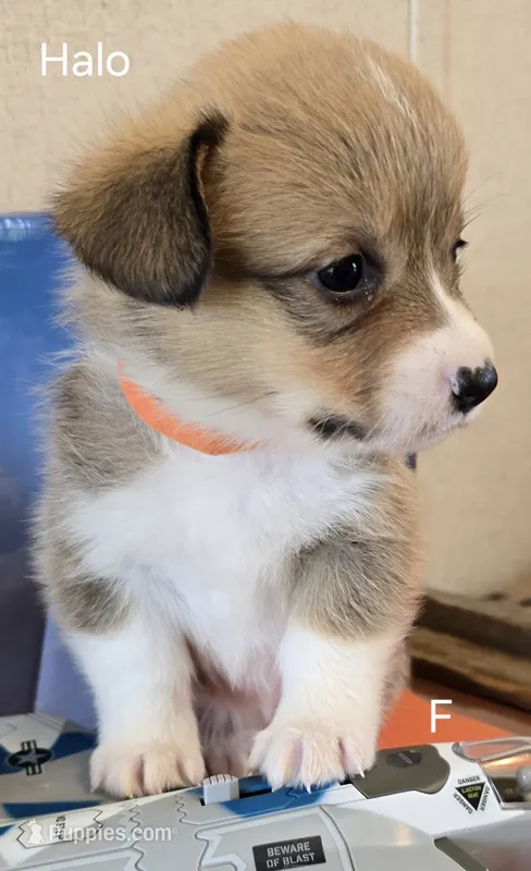 Halo-Orange – Pembroke Welsh Corgi puppy for sale in Milton, FL