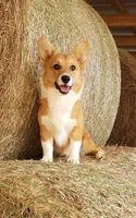 rf Dottie, a female Pembroke Welsh Corgi for sale in Milton, FL – Photo 1 of 8