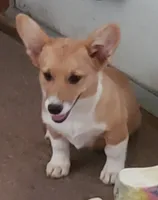 rf Dottie, a female Pembroke Welsh Corgi for sale in Milton, FL – Photo 4 of 8