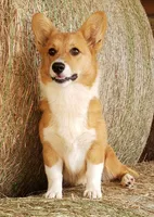 rf Dottie, a female Pembroke Welsh Corgi for sale in Milton, FL – Photo 8 of 8