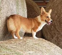 rf Dottie, a female Pembroke Welsh Corgi for sale in Milton, FL – Photo 2 of 8