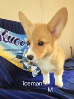 Iceman, a male Pembroke Welsh Corgi for sale in Milton, FL – 4 of 7