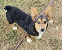 Bo Jangles, a male Pembroke Welsh Corgi for sale in Milton, FL – Photo 1 of 2