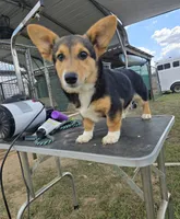 Bo Jangles, a male Pembroke Welsh Corgi for sale in Milton, FL – Photo 2 of 2