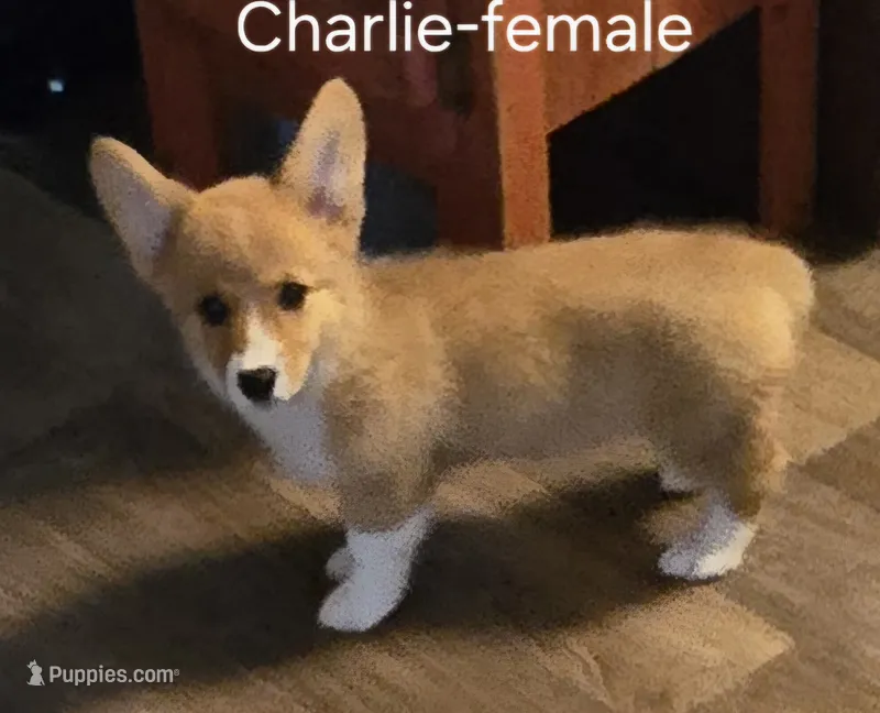 CHARLIE – Pembroke Welsh Corgi puppy for sale in Milton, FL