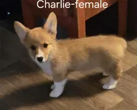 CHARLIE, a female Pembroke Welsh Corgi for sale in Milton, FL – 1 of 9