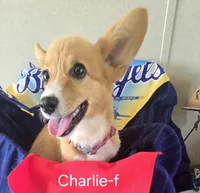 CHARLIE, a female Pembroke Welsh Corgi for sale in Milton, FL – 8 of 9