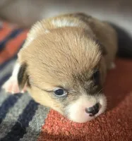 Whites Glamor, a female Pembroke Welsh Corgi for sale in Milton, FL – Photo 2 of 3