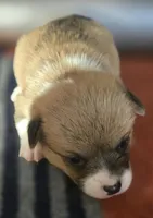 Whites Glamor, a female Pembroke Welsh Corgi for sale in Milton, FL – Photo 3 of 3