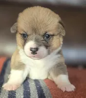 Whites Glamor, a female Pembroke Welsh Corgi for sale in Milton, FL – Photo 1 of 3