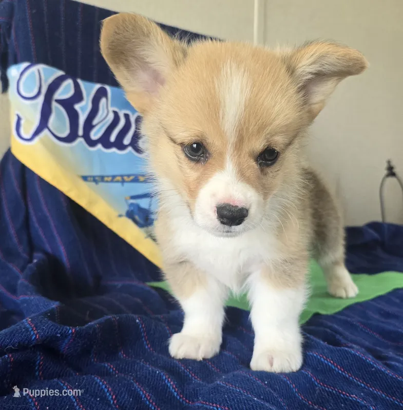Maverick – Pembroke Welsh Corgi puppy for sale in Milton, FL