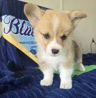 Maverick, a male Pembroke Welsh Corgi for sale in Milton, FL – 4 of 8