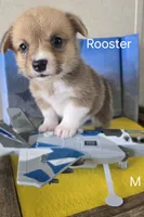 Rooster -yellow , a male Pembroke Welsh Corgi for sale in Milton, FL – 7 of 9