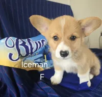 Iceman, a male Pembroke Welsh Corgi for sale in Milton, FL – 6 of 7
