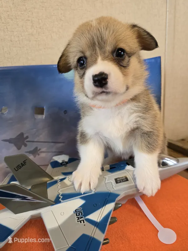 Halo-Orange – Pembroke Welsh Corgi puppy for sale in Milton, FL