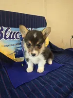 Phoenix, a female Pembroke Welsh Corgi for sale in Milton, FL – 3 of 7