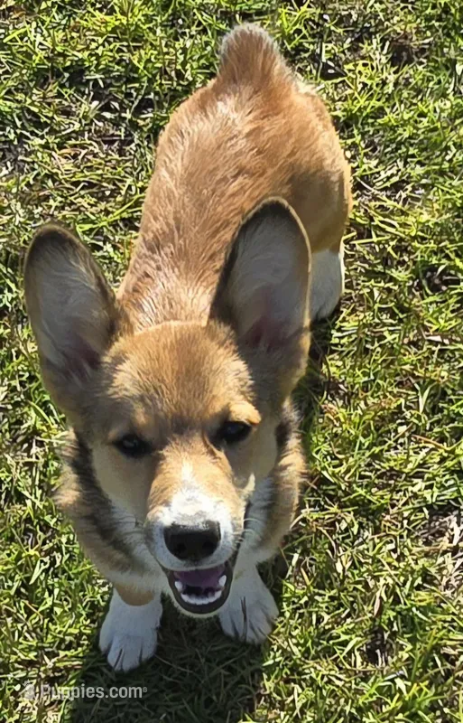 Viper black – Pembroke Welsh Corgi puppy for sale in Milton, FL
