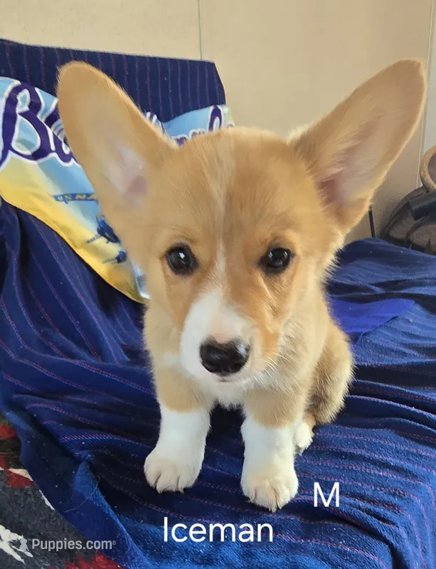 Iceman – Pembroke Welsh Corgi puppy for sale in Milton, FL