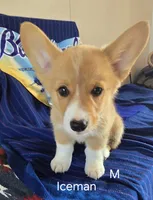 Iceman, a male Pembroke Welsh Corgi for sale in Milton, FL – 3 of 7