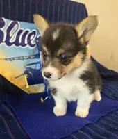 Phoenix, a female Pembroke Welsh Corgi for sale in Milton, FL – 2 of 7