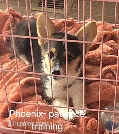 Phoenix – Pembroke Welsh Corgi puppy for sale in Milton, FL