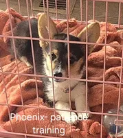 Phoenix, a female Pembroke Welsh Corgi for sale in Milton, FL – 1 of 8