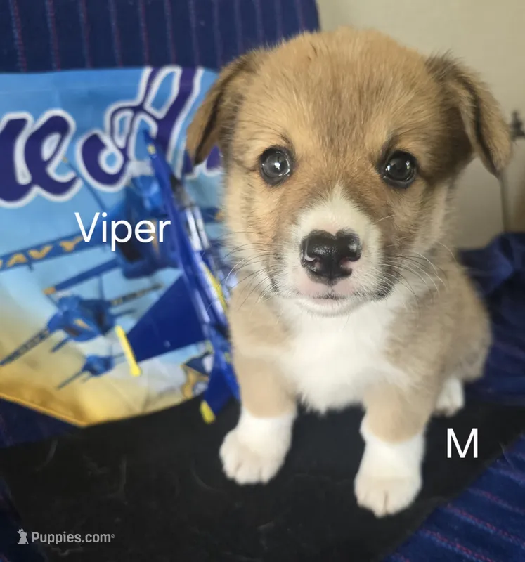 Viper black – Pembroke Welsh Corgi puppy for sale in Milton, FL