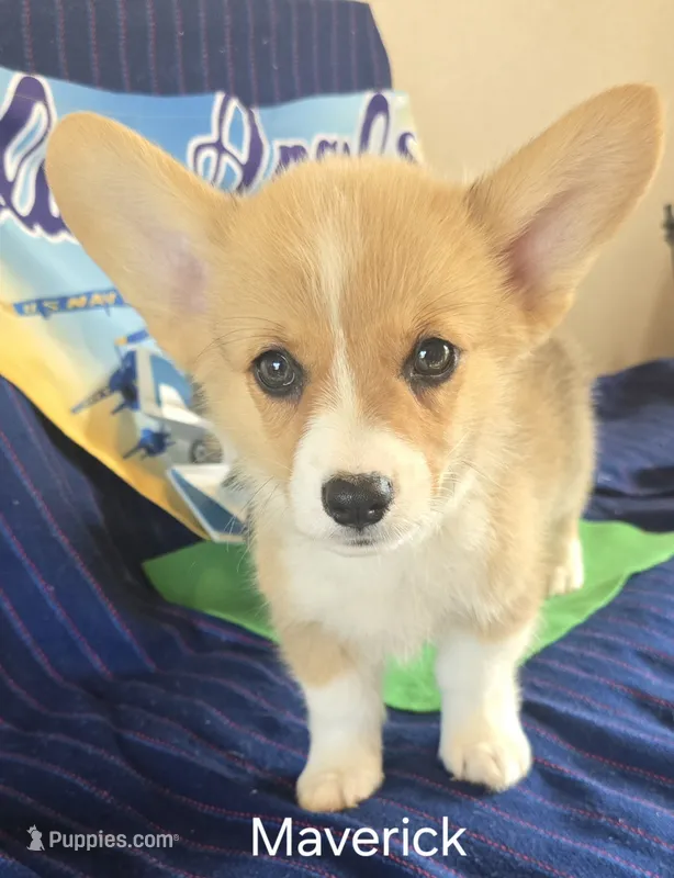 Maverick – Pembroke Welsh Corgi puppy for sale in Milton, FL