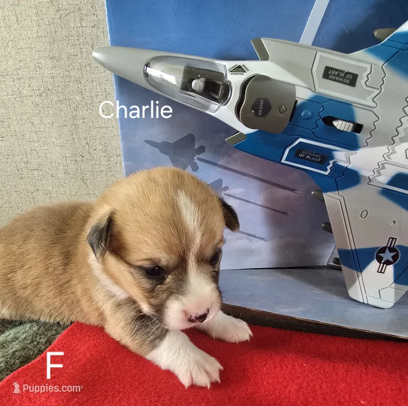 CHARLIE – Pembroke Welsh Corgi puppy for sale in Milton, FL