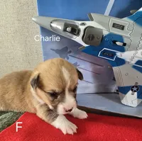 CHARLIE, a female Pembroke Welsh Corgi for sale in Milton, FL – 1 of 2