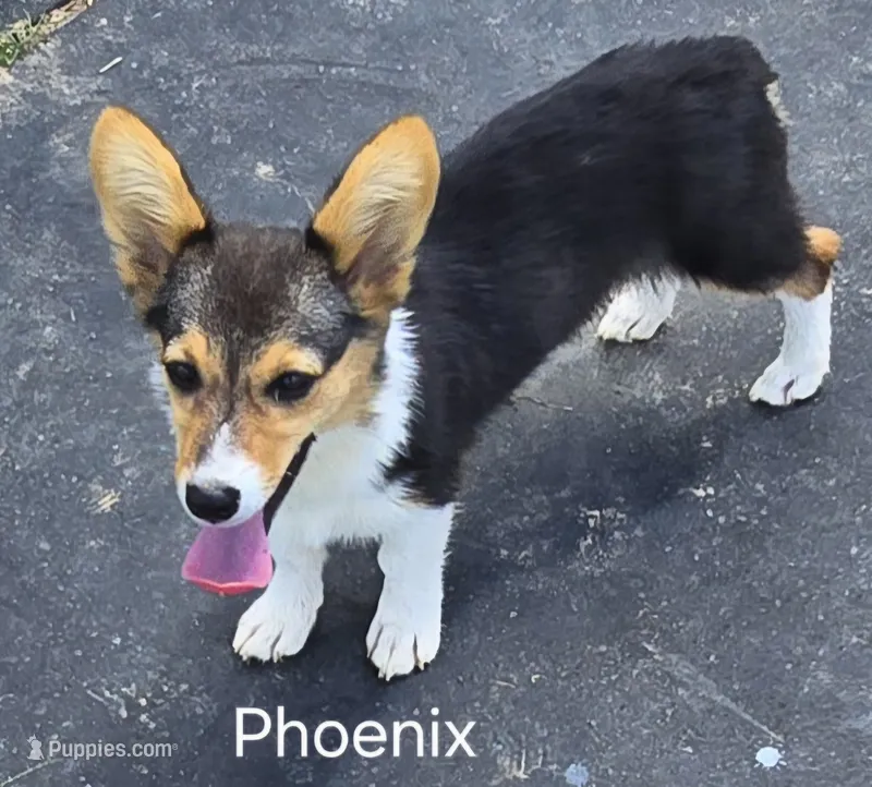 Phoenix – Pembroke Welsh Corgi puppy for sale in Milton, FL