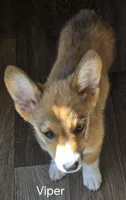 Viper black, a male Pembroke Welsh Corgi for sale in Milton, FL – 2 of 8