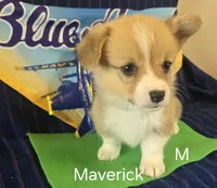 Maverick, a male Pembroke Welsh Corgi for sale in Milton, FL – 7 of 8