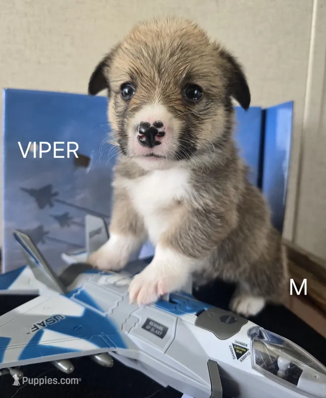 Viper black – Pembroke Welsh Corgi puppy for sale in Milton, FL