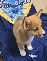 Viper black, a male Pembroke Welsh Corgi for sale in Milton, FL – 3 of 10