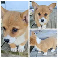 Groom 4, a male Pembroke Welsh Corgi for sale in Milton, FL – Photo 10 of 10