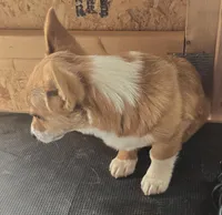 Groom 4, a male Pembroke Welsh Corgi for sale in Milton, FL – Photo 6 of 10