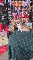 Groom 4, a male Pembroke Welsh Corgi for sale in Milton, FL – Photo 8 of 10