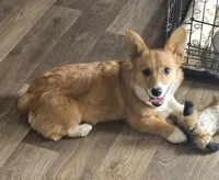 Groom 4, a male Pembroke Welsh Corgi for sale in Milton, FL – Photo 2 of 10