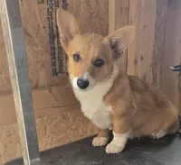 Groom 4, a male Pembroke Welsh Corgi for sale in Milton, FL – Photo 5 of 10