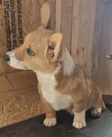 Groom 4, a male Pembroke Welsh Corgi for sale in Milton, FL – Photo 3 of 10