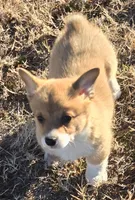 Groom 4, a male Pembroke Welsh Corgi for sale in Milton, FL – Photo 9 of 10