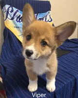 Viper black, a male Pembroke Welsh Corgi for sale in Milton, FL – 4 of 10