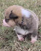 Groom 3, a male Pembroke Welsh Corgi for sale in Milton, FL – Photo 10 of 10