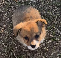 Groom 3, a male Pembroke Welsh Corgi for sale in Milton, FL – Photo 6 of 10
