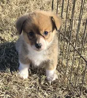 Groom 3, a male Pembroke Welsh Corgi for sale in Milton, FL – Photo 3 of 10