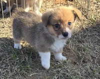 Groom 3, a male Pembroke Welsh Corgi for sale in Milton, FL – Photo 5 of 10