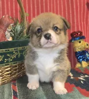 Groom 3, a male Pembroke Welsh Corgi for sale in Milton, FL – Photo 9 of 10