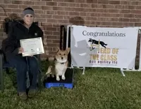 Groom 3, a male Pembroke Welsh Corgi for sale in Milton, FL – Photo 8 of 10