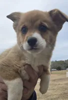 Groom 3, a male Pembroke Welsh Corgi for sale in Milton, FL – Photo 2 of 10